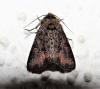 Oligia sp.